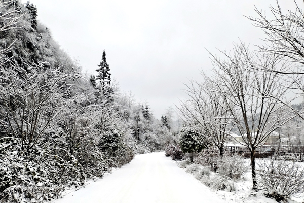 04挂在枝头的积雪，像一夜盛开的梨花。.jpg