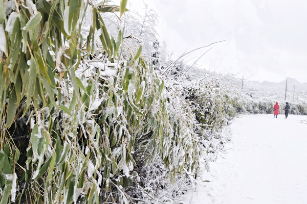05幽深的竹林，因为冰雪的覆盖，失去了往日的青绿色。.jpg